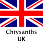 Chrysanths, UK